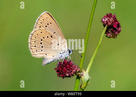 Die dunkle große blaue Fütterung auf einer krautigen Pflanze Sanguisorba Officinalis (großer burnett) Stockfoto