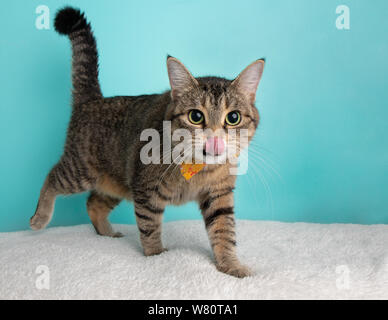 Nette junge gestromte Katze tragen Orange und Gelb Bow Tie Blume Kostüm Portrait Stehen und Gehen mit herausgestreckter Zunge Blau und weißem Hintergrund Stockfoto