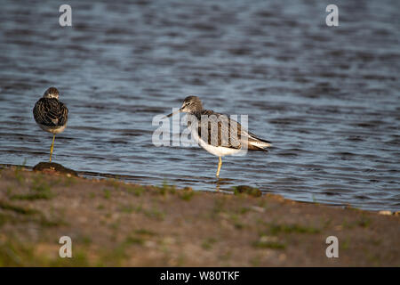 Greenshank Waten in Wasser Nahaufnahme Stockfoto