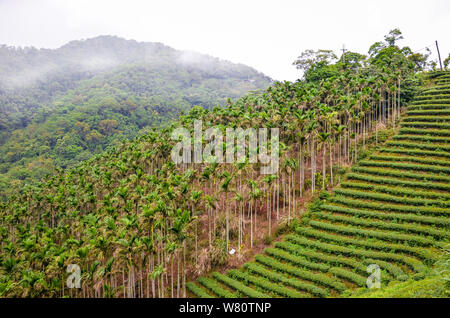 Moody Landschaft mit terrassenförmig angelegten Teeplantagen durch tropischen Regenwald und Palmen umgeben. In Taiwan, Asien fotografiert. Neblige Landschaften. Nebel, Nebel. Stockfoto