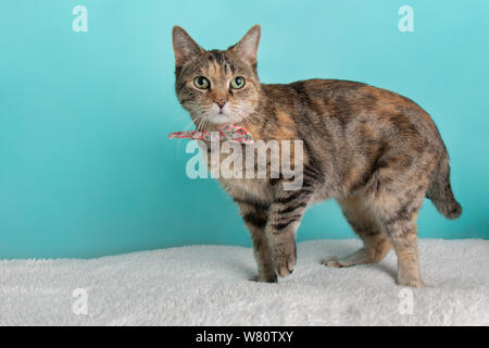 Nette junge calico Tabby Katze tragen Rosa Weiß Blume Fliege Kostüm Portrait ständigen Suchen rechte Pfote blau und weißen Hintergrund Stockfoto