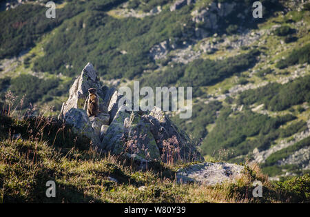 Einen kleinen niedlichen Marmot von Retezat Nationalpark, Karpaten, Rumänien Stockfoto