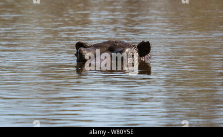 Ein Hippo kann kaum nur mit seinen Augen und Ohren über dem Wasser in Botswana gesehen werden. Stockfoto