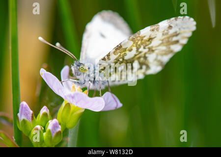 Orange Tip Schmetterling, (Anthocharis cardamines), Weibliche Stockfoto