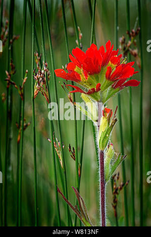 Indian Paintbrush (Caldas) und Bullrush wächst die Untiefen der nördlichen Ufer des Lake Michigan Stockfoto