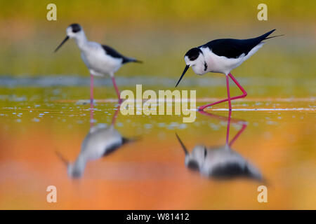 Schwarz - geflügelte Stelzenläufer (Himantopus himantopus), zwei Personen, die in einem Teich bei Sonnenuntergang Stockfoto