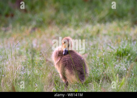 Eine Kanadagans (Branta canadensis) Gosling preens Federn während seiner Annahme Sandhill Crane Familie steht am Kensington Metropark, Milford, Mi in der Nähe Stockfoto