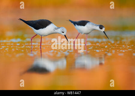 Schwarz - geflügelte Stelzenläufer (Himantopus himantopus), zwei Erwachsene auf der Suche nach Nahrung an der Oberfläche Stockfoto