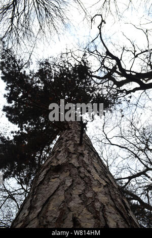 Teich Kiefer (Pinus serotina) Blick von der Masse Perspektive Stockfoto