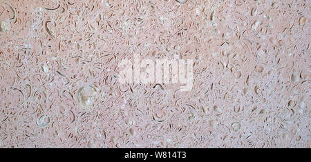 Marmor Textur Wandfliesen Pastell rosa mit Spuren von Muscheln und ihre Einschlüsse. Hintergrund. Organische Struktur Stockfoto