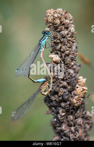 Paarungspaar Blauschwanzdamselflies, (Ischnura elegans) Aberdeenshire, Schottland, UK Stockfoto