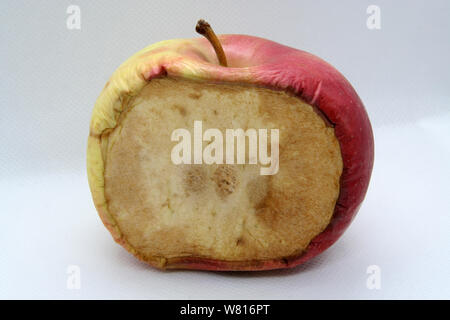 Geformte Apple. Schimmel Obst. Schimmel Apple. Schlechte Früchte. Bad apple. Schimmel auf Apple. Stockfoto