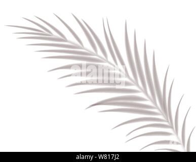 Schatten, Overlay Effekte mock up, Blatt der Palme Pflanze, natürliche Innenbeleuchtung, Vector Illustration. Stock Vektor