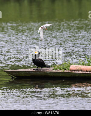 Flussseeschwalbe und Corrmorant Stockfoto