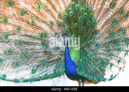 Ein Blick auf eine indische blaue Pfau seine Flügel ausbreitet. Stockfoto