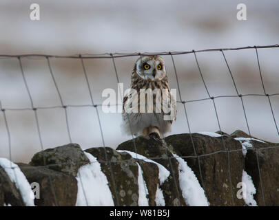 Short Eared Owl im Winter mit einem verschneiten Hintergrund thront auf einer Stange. Stockfoto