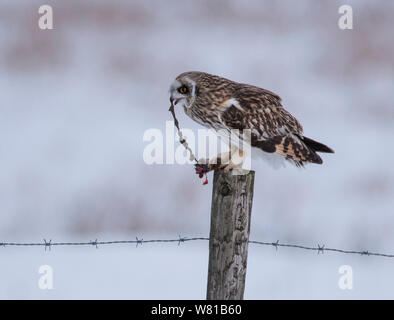 Short Eared Owl im Winter im Peak District essen eine Ratte mit einem verschneiten Hintergrund. Stockfoto