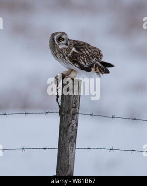 Short Eared Owl im Winter im Peak District essen eine Ratte mit einem verschneiten Hintergrund. Stockfoto