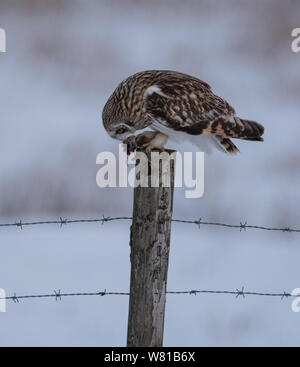 Short Eared Owl im Winter im Peak District essen eine Ratte mit einem verschneiten Hintergrund. Stockfoto