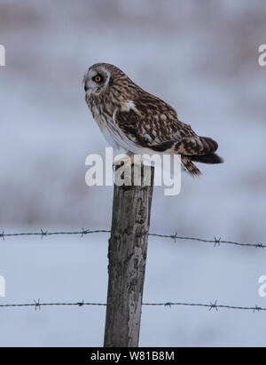 Short Eared Owl im Winter mit einem verschneiten Hintergrund thront auf einer Stange. Stockfoto