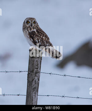Short Eared Owl im Winter mit einem verschneiten Hintergrund thront auf einer Stange. Stockfoto