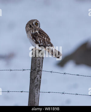 Short Eared Owl im Winter mit einem verschneiten Hintergrund thront auf einer Stange. Stockfoto