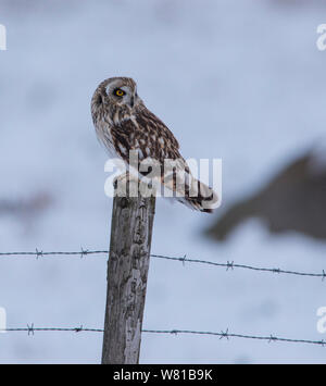 Short Eared Owl im Winter mit einem verschneiten Hintergrund thront auf einer Stange. Stockfoto