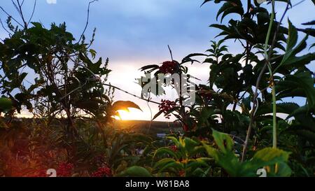 Foto der untergehenden Sonne durch die grünen Blätter von einem Busch mit roten Beeren, Sonnenuntergang Blick vom Hügel, selektiver Fokus Stockfoto
