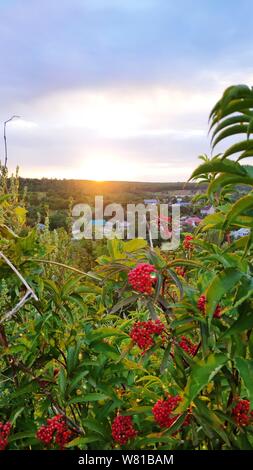 Foto der untergehenden Sonne durch die grünen Blätter von einem Busch mit roten Beeren, Sonnenuntergang Blick vom Hügel, selektiver Fokus Stockfoto