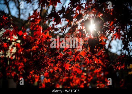 Sonnenlicht gesehen durch japanische Ahornblätter Stockfoto