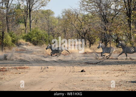 Zebras (Equus quagga) Gefunden auf Safari in den Liwonde Nationalpark, Malawi im Südlichen Afrika. Stockfoto