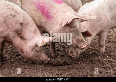 Schweine essen in ein schlammiges Feld; Dänemark Stockfoto