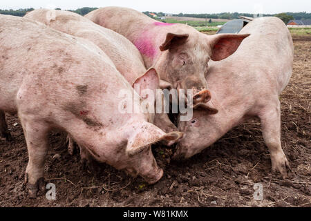 Schweine essen in ein schlammiges Feld; Dänemark Stockfoto