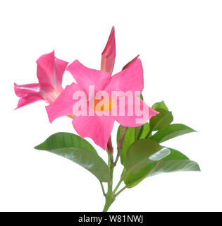 Magenta Dipladenia Blumen und Blüten sowie deren Knospen, isoliert auf weißem Stockfoto