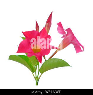 Magnenta Dipladenia Blumen und Blüten sowie deren Knospen, isoliert auf weißem Stockfoto