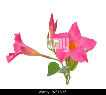 Magenta Dipladenia Blumen und Blüten sowie deren Knospen, isoliert auf weißem Stockfoto