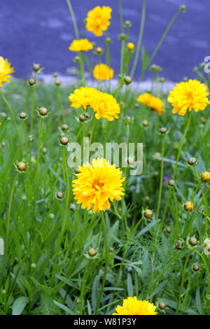 Daisy Blumen im Garten unter der Sonne Stockfoto