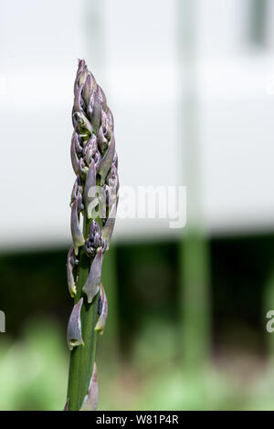 Eine Nahaufnahme der Gemüse Spargel Stockfoto