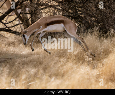 Springbock läuft durch kurzes, trockenes Gras, die zeigen, wie es gots seinen Namen in Namibia Stockfoto