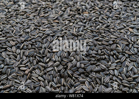 Haufen, Gruppe oder Stapel von Sun Flower seed Hintergrund decken das gesamte Bild. Stockfoto