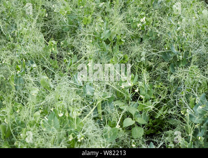 Biobauernhof in Oxfordshire zur Veranschaulichung von Kulturpflanzen, Schädlingsbekämpfung, Vielfalt der Kulturen, Anbau, Ernte und Produktion von ggie haben"-Kästchen für die Verbraucher. Stockfoto