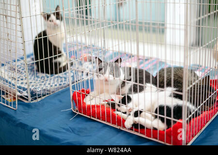 Ausstellung oder Messe Katzen. Katzen im Käfig Stockfoto
