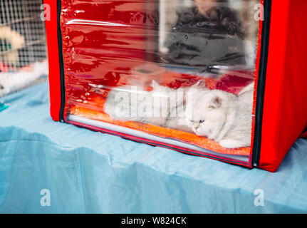Ausstellung oder Messe Katzen. Katzen in Käfigen. Stockfoto