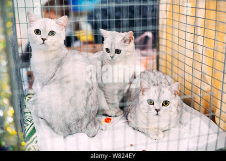 Ausstellung oder Messe Katzen. Katzen in Käfigen. Stockfoto