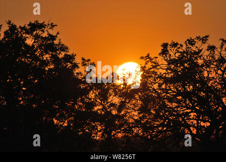 Reihenfolge der Bilder einer Sonnenuntergang vom selben Standpunkt in Kapama, Südafrika Stockfoto