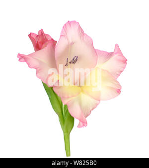 Rosa gladiolus isoliert auf weißem Stockfoto