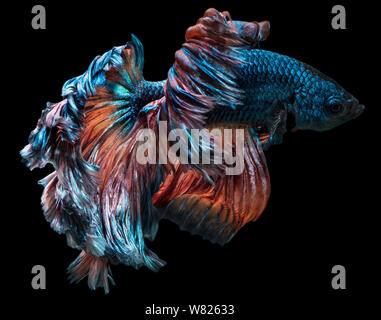 Betta Fish fancy halfmoon Bewegung auf Hintergrund mit Freistellungspfad isolieren Stockfoto