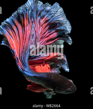 Betta Fish fancy halfmoon Bewegung auf Hintergrund mit Freistellungspfad isolieren Stockfoto