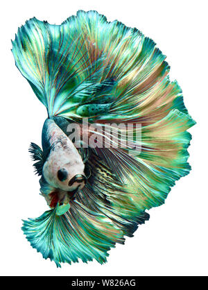 Betta Fish fancy halfmoon Bewegung auf Hintergrund mit Freistellungspfad isolieren Stockfoto