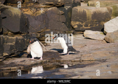 Rockhopper Pinguine, sea lion Island, Falkland Inseln Stockfoto